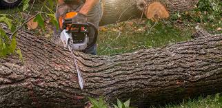 Professional  Tree Services in Stewartville, AL